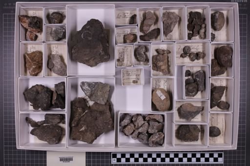 mixed taxa, stratigraphic collection