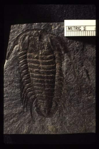 Bathynotus holopygus