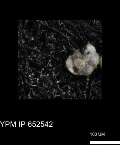 undet. Foraminiferida