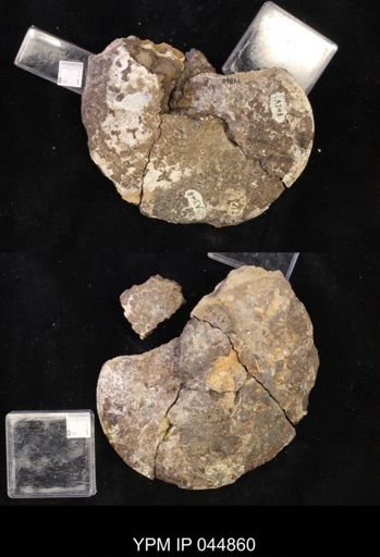 Sphenodiscus lenticularis