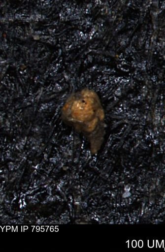 Verneuilina canadensis