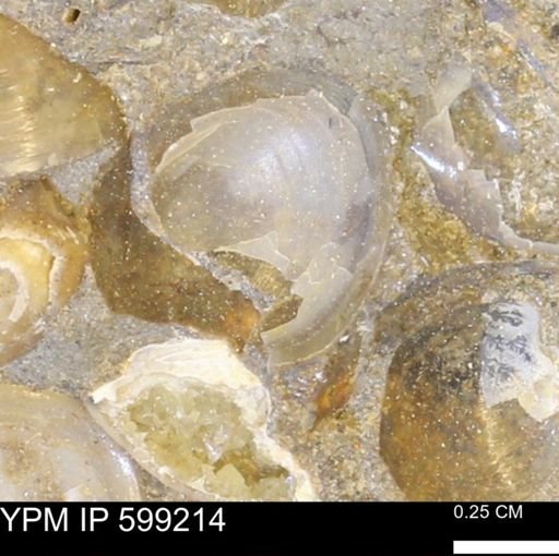 undet. Bryozoa
