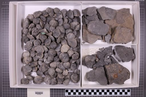 mixed taxa, stratigraphic collection