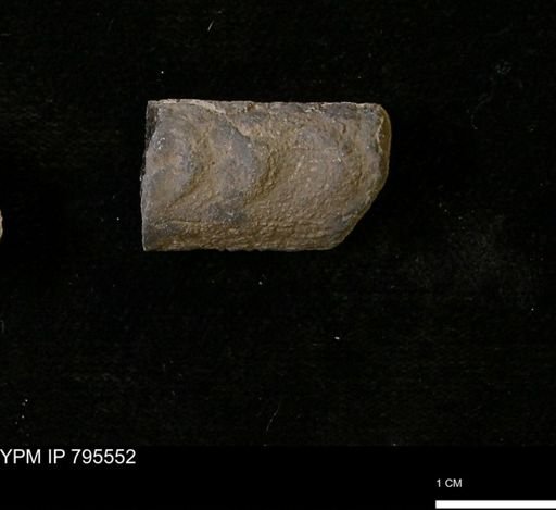 Baculites sp.
