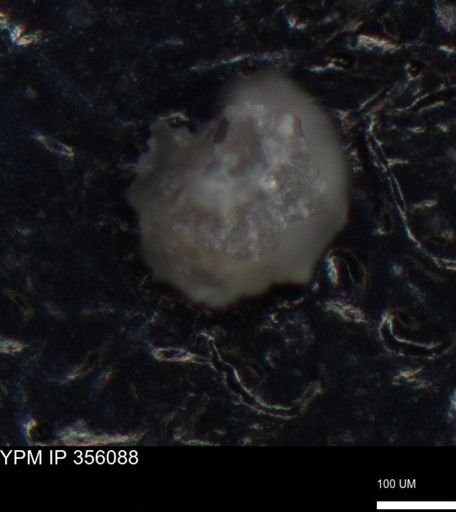 undet. Foraminiferida