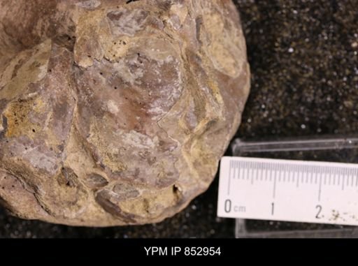 Inoceramus brogniarti