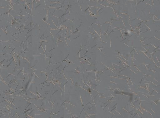 Haliclona (Haliclona)