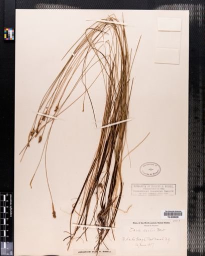 Carex exilis