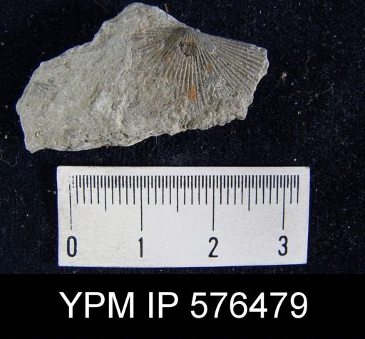 Schuchertella subplana