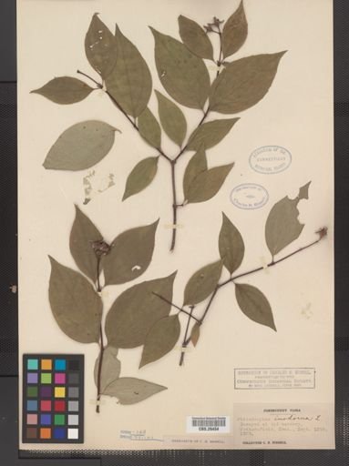 Plantae