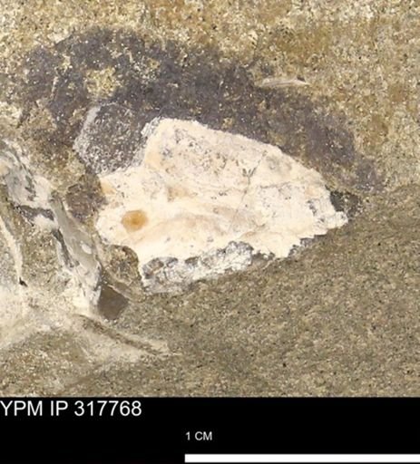 undet. Mollusca