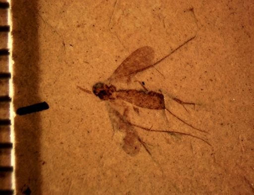 undet. Mycetophilidae