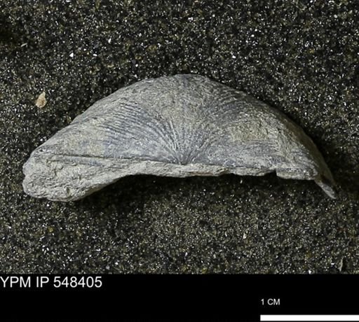 Stropheodonta callawayensis