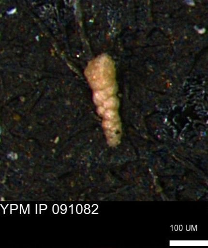 Verneuilinoides kansasensis