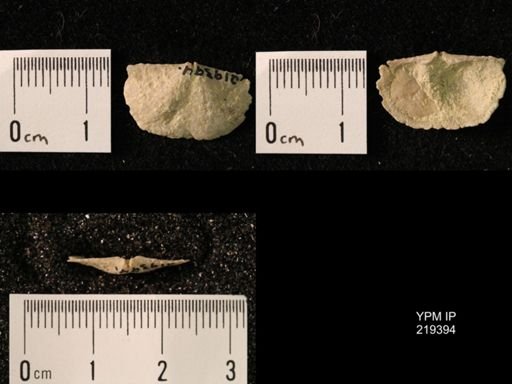 Chonetes granulifer