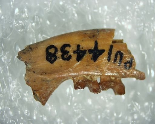 Myrmecoboides sp.