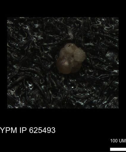 undet. Foraminiferida