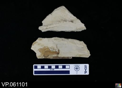 undet. Mosasauridae