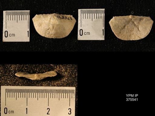 Chonetes granulifer