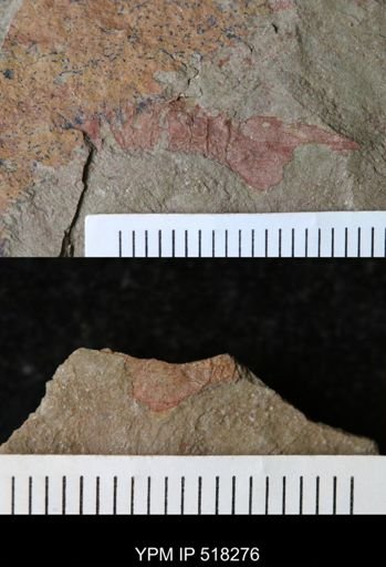 Thelxiope sp.
