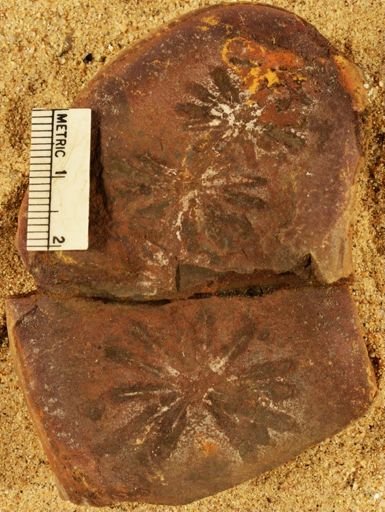 Annularia