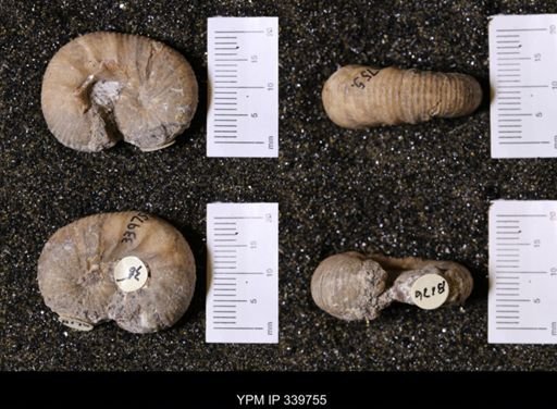 Scaphites whitfieldi