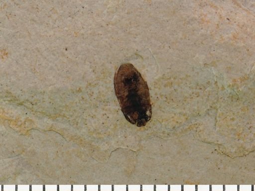 undet. Coleoptera