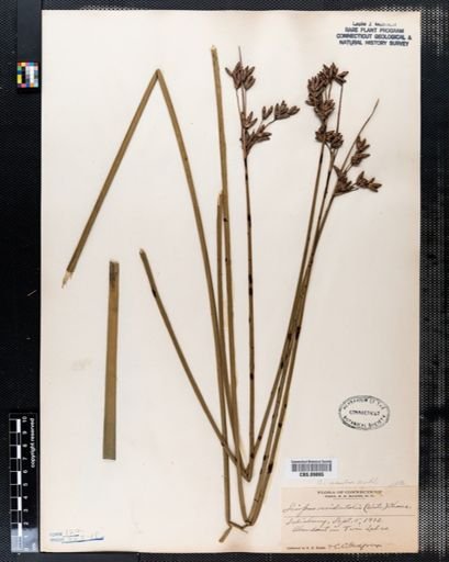 Scirpus acutus
