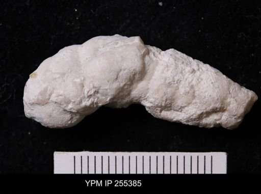 Agelasida