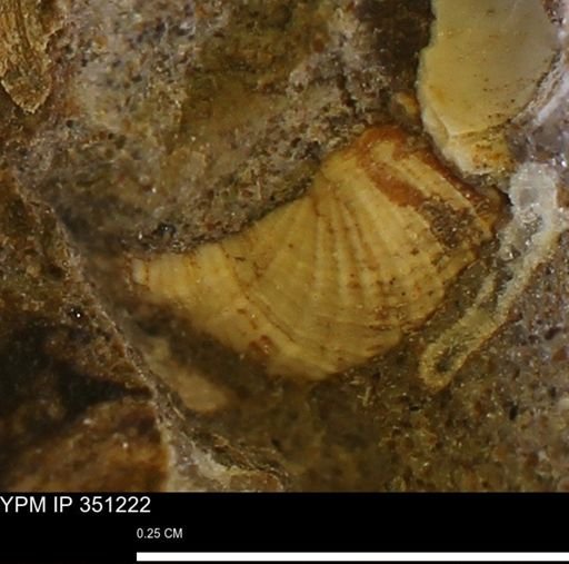 Parallelodon (Cosmetodon) sp.