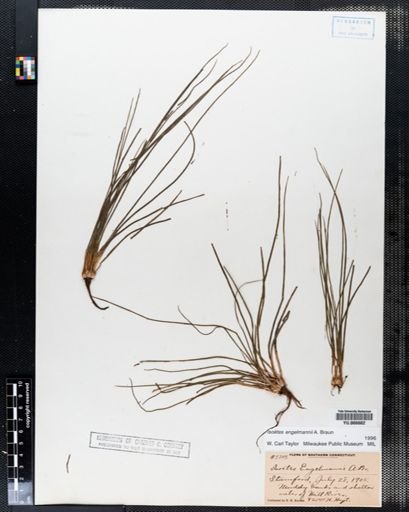 Isoetes engelmannii