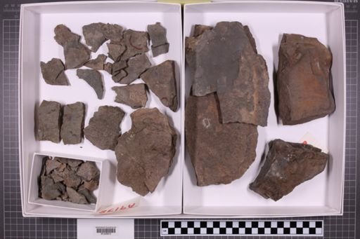 mixed taxa, stratigraphic collection