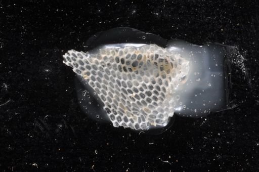 Membranipora fusca
