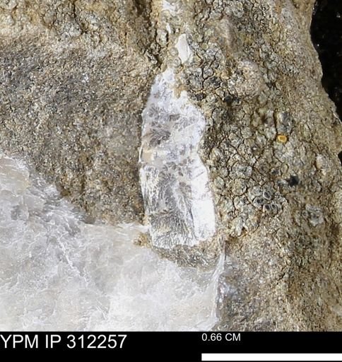 undet. Bivalvia