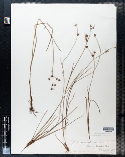 Juncus acuminatus