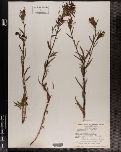 Plantae