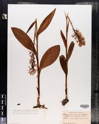 Habenaria