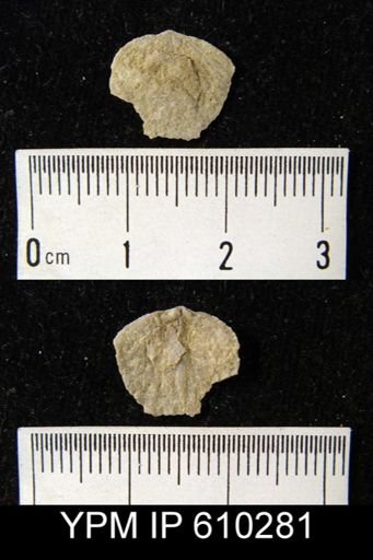 Anoplotheca planoconvexa