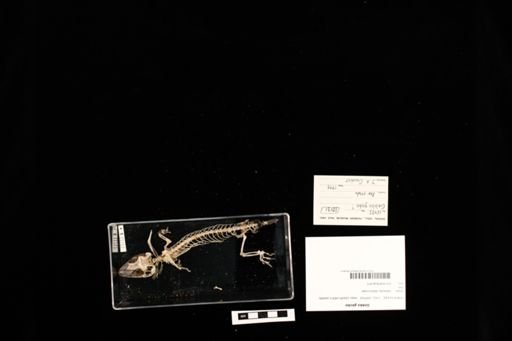 Gekko gecko