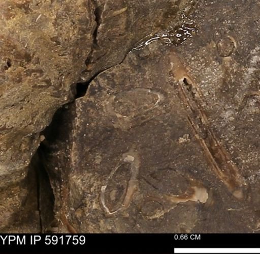 Serpulidae