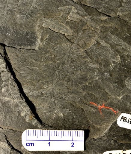 Annularia sp.