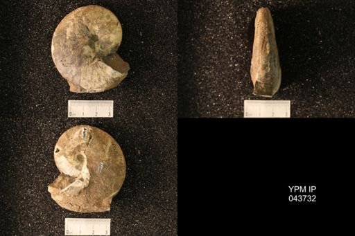 Hoploscaphites nicolletii