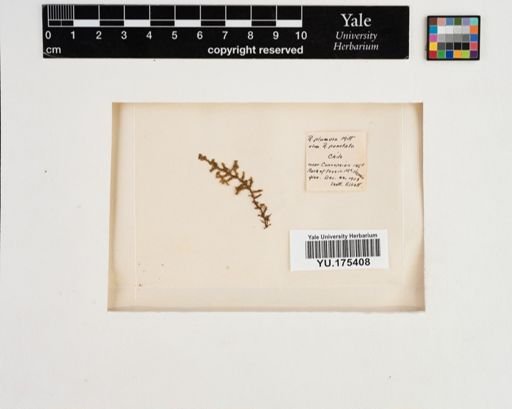 Plantae