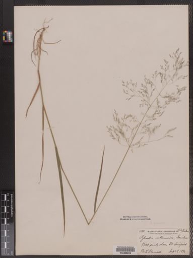 Agrostis perennans