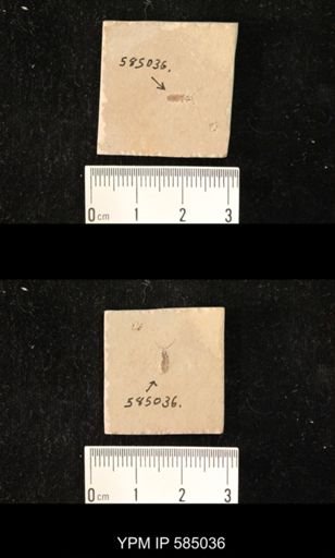 undet. Coleoptera