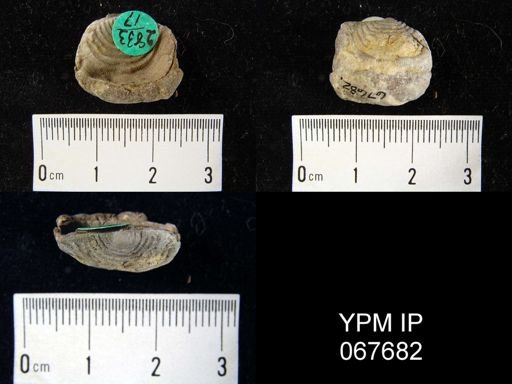 Leptaena rhomboidalis