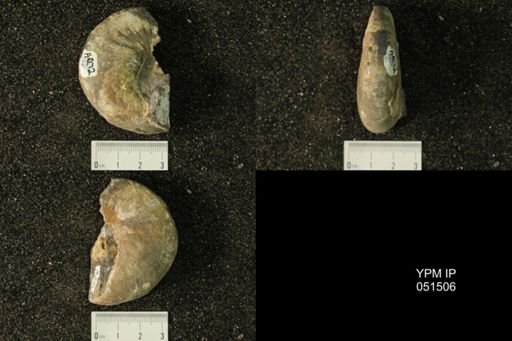 Hoploscaphites nicolletii