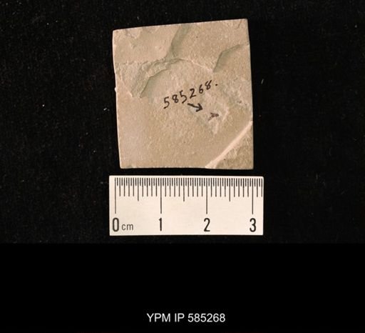 undet. Hexapoda