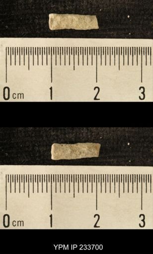 Archaeocidaris sp.