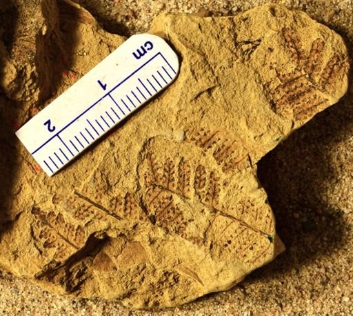 Pecopteris sp.